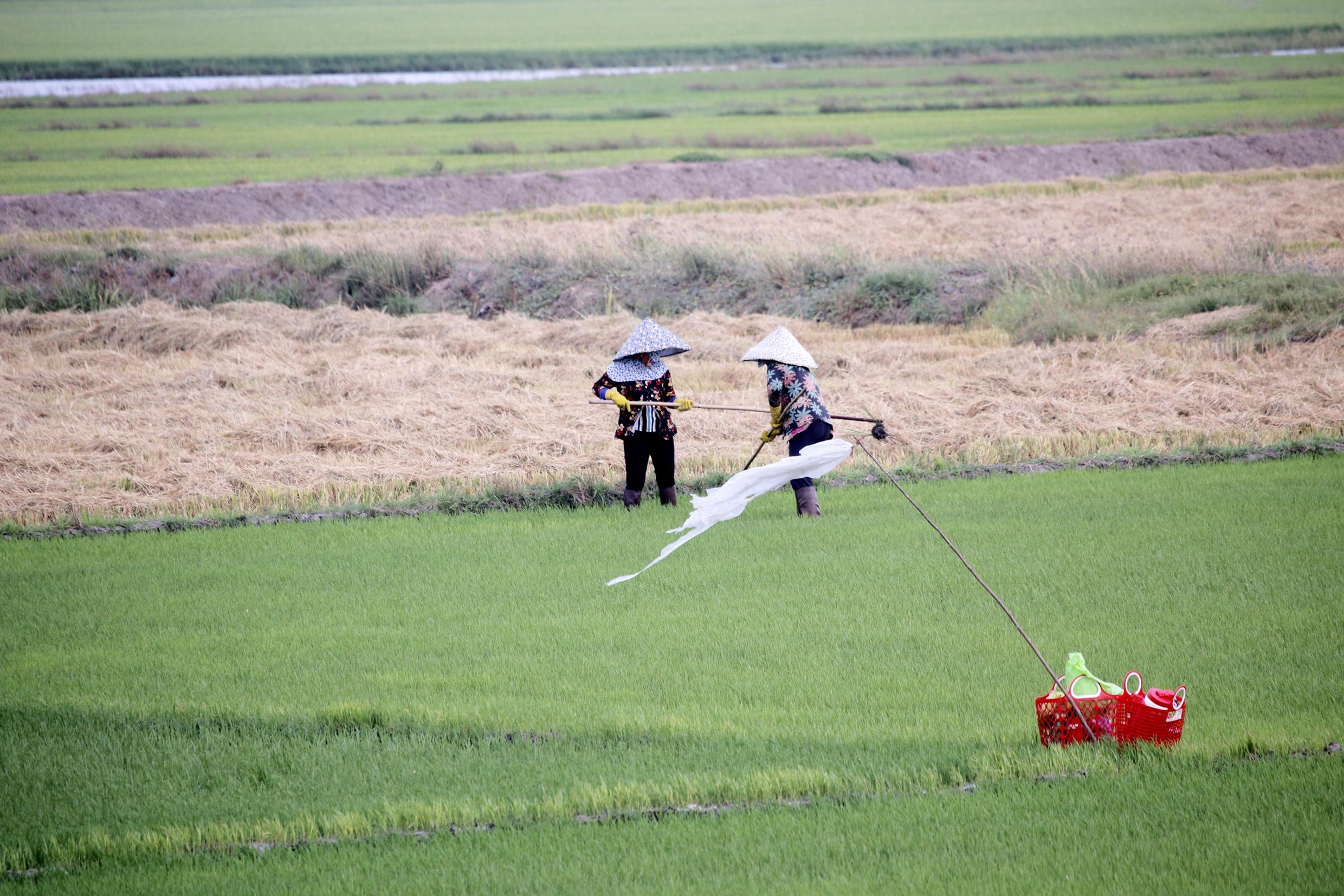 Nông dân huyện Đất Đỏ chăm sóc lúa vụ Hè Thu.