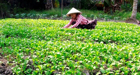 Nắng nóng khiến rau màu giảm năng suất, nông dân cực công chăm sóc.