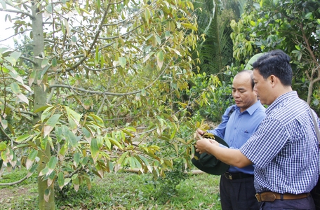 Theo ngành nông nghiệp, sầu riêng là loại cây khó trồng, mẫn cảm với độ mặn. Đợt xâm nhập mặn cao điểm năm 2020 đã ảnh hưởng không ít diện tích trồng sầu riêng.