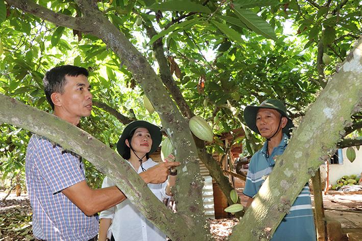 Ông Lê Văn Quang (bên trái), Giám đốc HTX Thương mại - Dịch vụ - Nông nghiệp Bà Rịa-Vũng Tàu giám sát chặt chẽ khâu chăm sóc ca cao theo quy chuẩn organic.