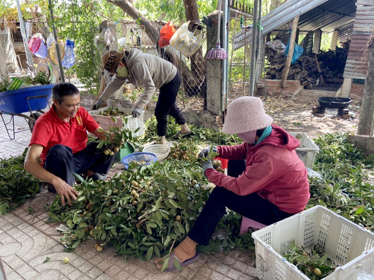 Nông dân xã Hòa Hiệp (huyện Xuyên Mộc) thu hoạch nhãn trái vụ.