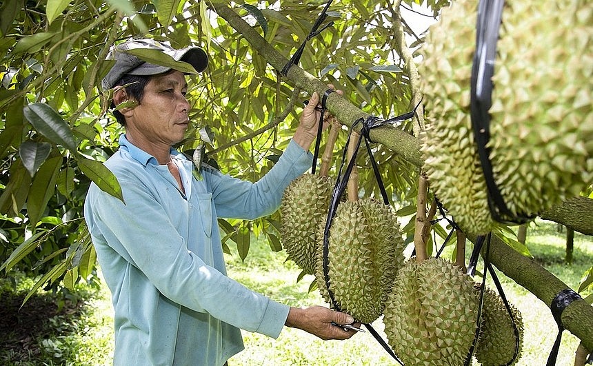 Sầu riêng là một trong loại trái cây chủ lực