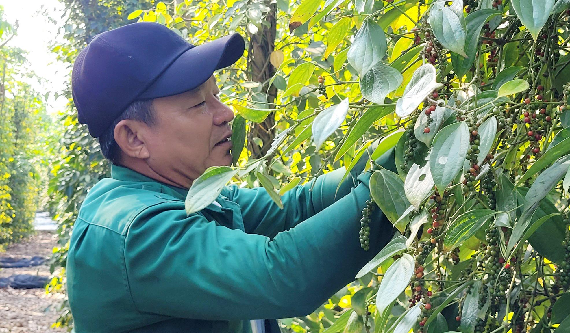 Nông dân phấn khởi nhờ hồ tiêu được giá. Trong ảnh: Nông dân Châu Đức thu hoạch vụ tiêu 2024.