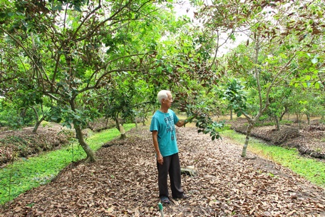 Nông dân cần chủ động nhiều giải pháp phục hồi cây trồng sau hạn mặn.