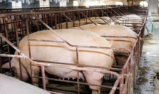 Giá heo hơi hôm nay ngày 24/6/2024: Neo ở mức 69.000 đồng/kg