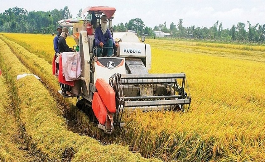 Giá lúa gạo hôm nay ngày 26/6: Tiếp tục xu hướng đi ngang