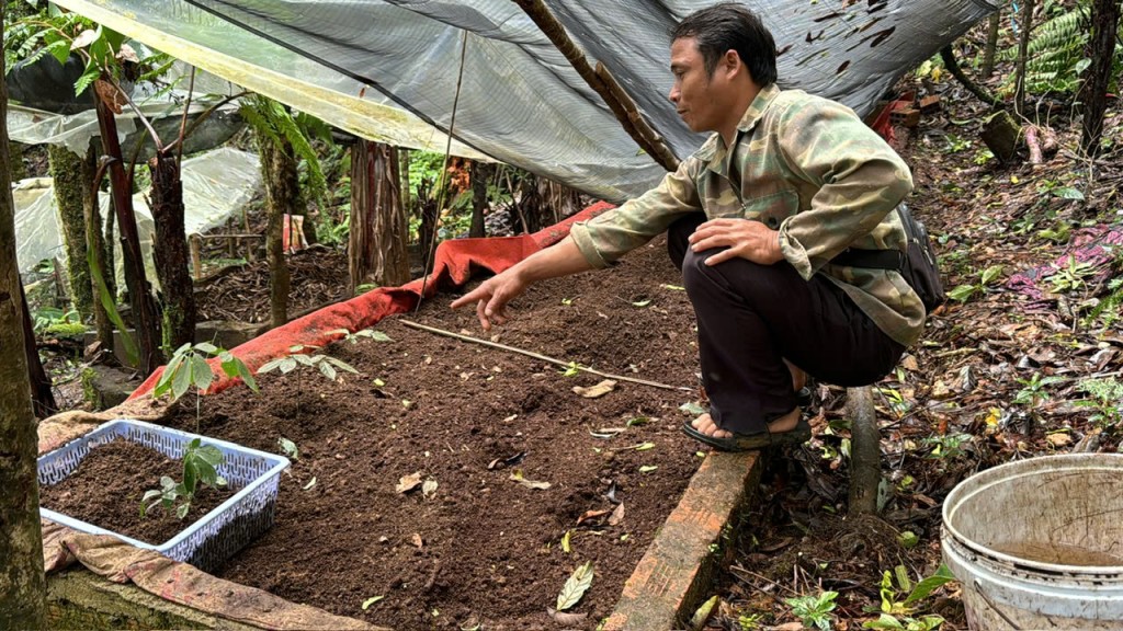 Kon Tum: Khẩn trương xác minh tình trạng trộm sâm Ngọc Linh