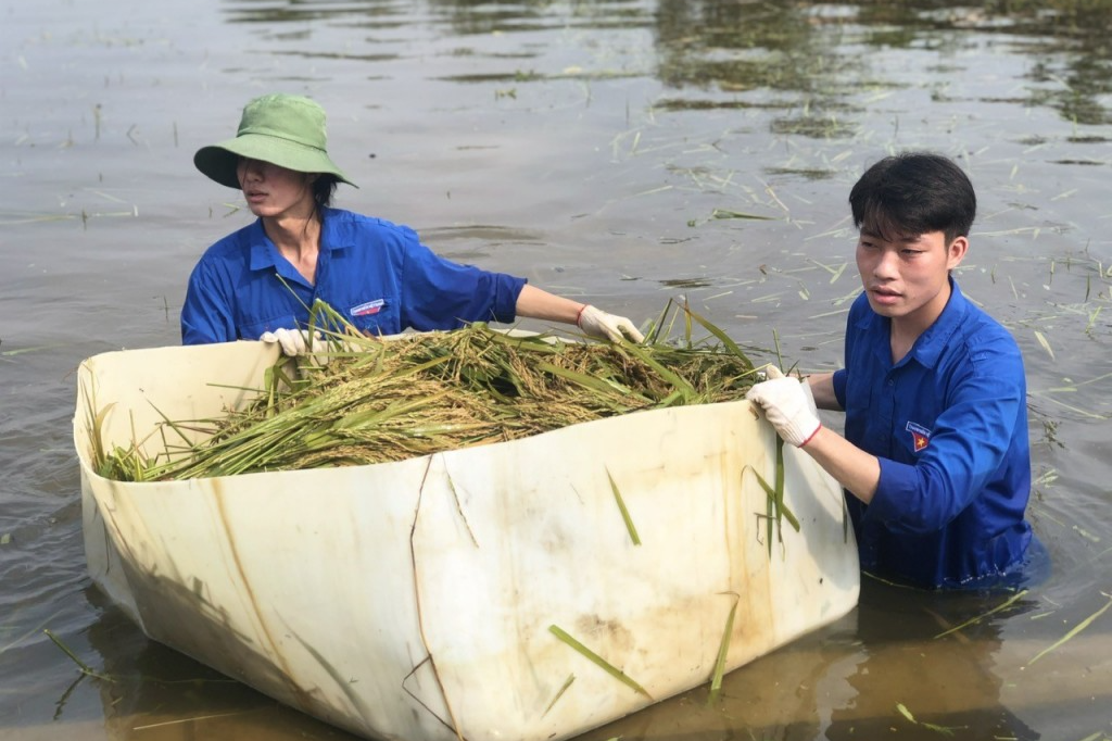 Nước ngập sâu khiến việc gặt và chuyển lúa lên bờ của các bạn trẻ gặp nhiều khó khăn