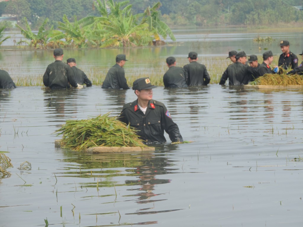 Áo xanh tình nguyện xuống đồng gặt lúa chạy lũ giúp dân