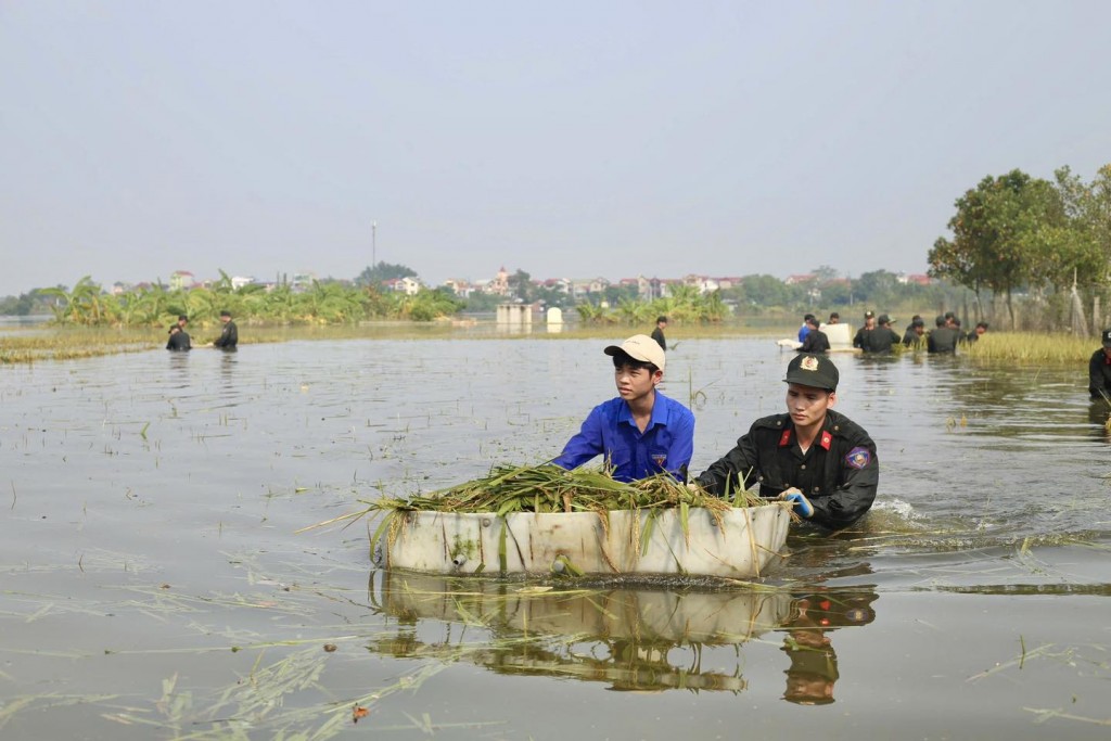 Áo xanh tình nguyện xuống đồng gặt lúa chạy lũ giúp dân