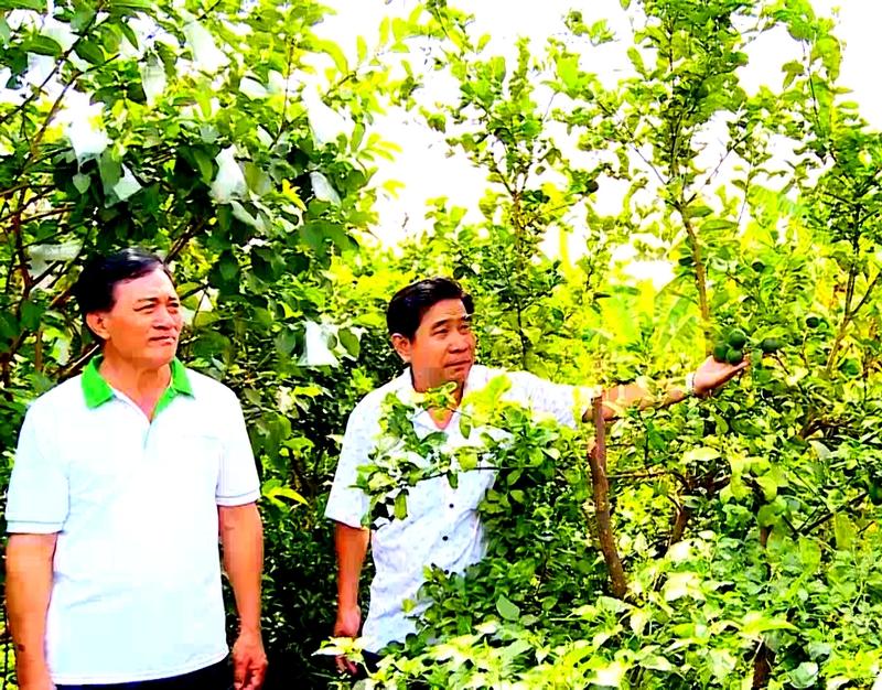 Hiện, các vườn trồng chanh Tàu đang vào vụ thu hoạch, bán với giá tương đối khá.