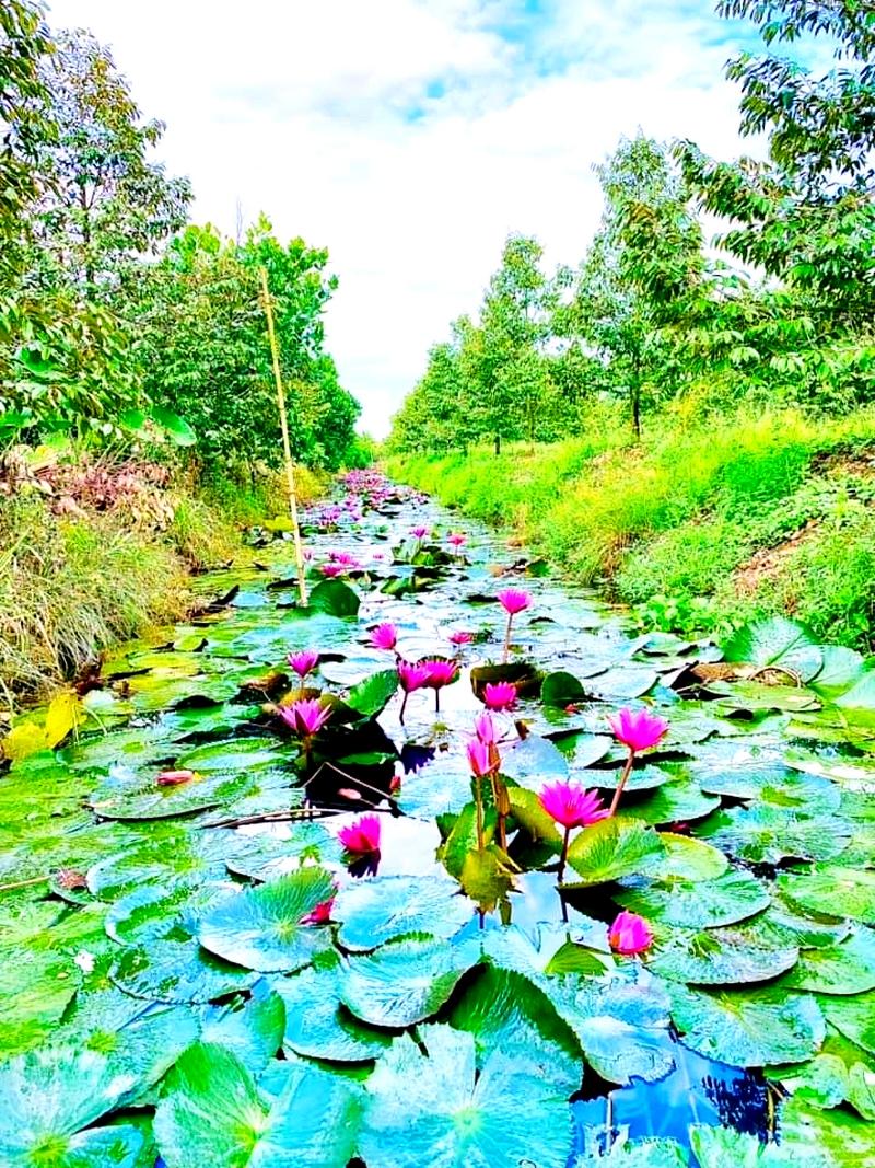 Tận dụng diện tích mặt nước, nhiều nông dân trồng bông súng kết hợp nuôi cá giúp gia tăng thu nhập.