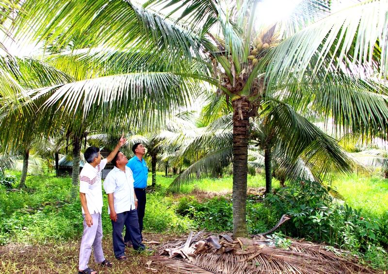 Mô hình trồng dừa Mã Lai đem lại thu nhập ổn định cho nông dân.