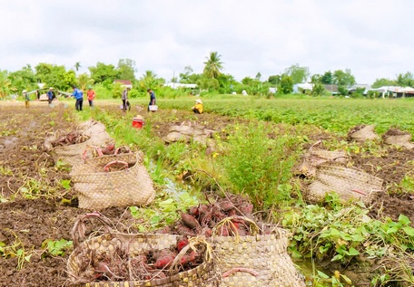 Với điều kiện khí hậu, thổ nhưỡng thuận lợi, người sản xuất giàu kinh nghiệm, hiện nay cây khoai lang huyện Bình Tân được trồng quanh năm. Ảnh: NGỌC LIỄU