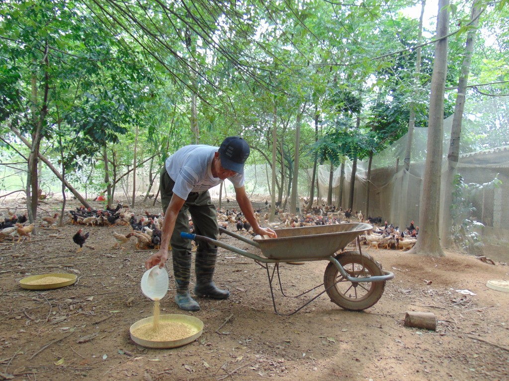 Ngành nông nghiệp Thủ đô “hồi sinh” sau bão, lũ