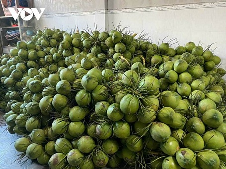 Trái dừa tươi Bến Tre chuẩn bị xuất khẩu chính ngạch sang thị trường Trung Quốc