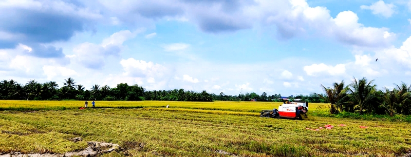 Nông dân tập trung thu hoạch lúa Thu Đông.