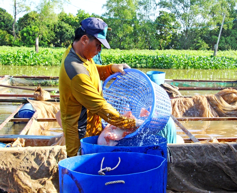 Ngành thủy sản được chú trọng phát triển theo hướng an toàn, bền vững.