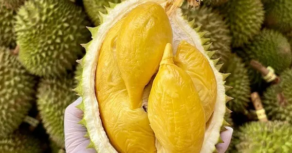 Việt Nam thu về hơn 3 tỷ từ xuất khẩu sầu riêng trong 10 tháng năm 2024 Việt Nam thu về hơn 3 tỷ từ xuất khẩu sầu riêng trong 10 tháng năm 2024