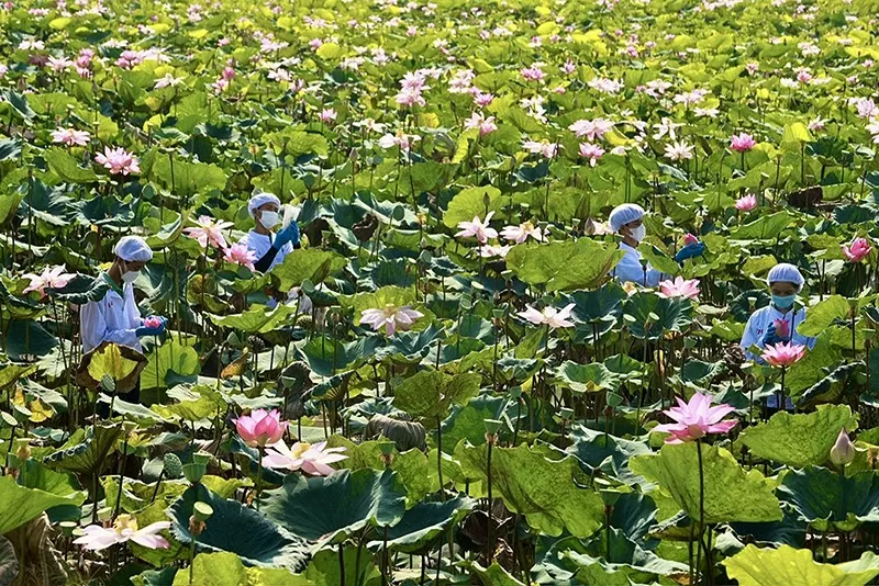 Công nhân ướp trà sen trên cánh đồng tại vùng nguyên liệu sen của Công ty Cổ phần thực phẩm Sen Đại Việt (xã Láng Biển, huyện Tháp Mười) Công nhân ướp trà sen trên cánh đồng tại vùng nguyên liệu sen của Công ty Cổ phần thực phẩm Sen Đại Việt (xã Láng Biển, huyện Tháp Mười)