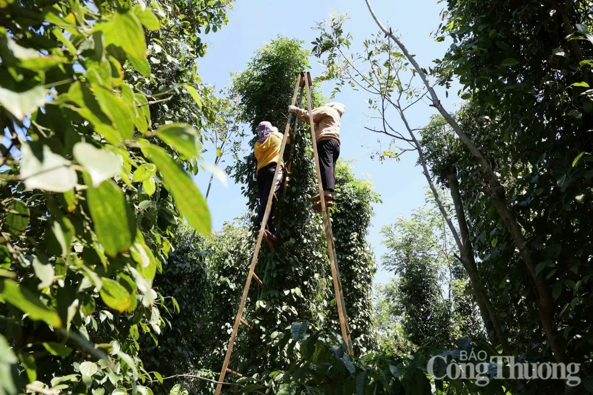 Giá tiêu hôm nay 13/12/2024: Giá tiêu trong nước