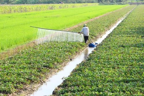 Nhiều mô hình chuyển đổi đã hình thành vùng sản xuất nông sản.