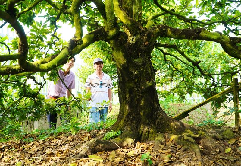Chú Mười Hòa bên gốc mai lão hơn 100 năm. Với chú Hòa, cây mai giá bạc tỷ này vừa để chơi trước nhà, vừa là niềm tự hào của làng mai.