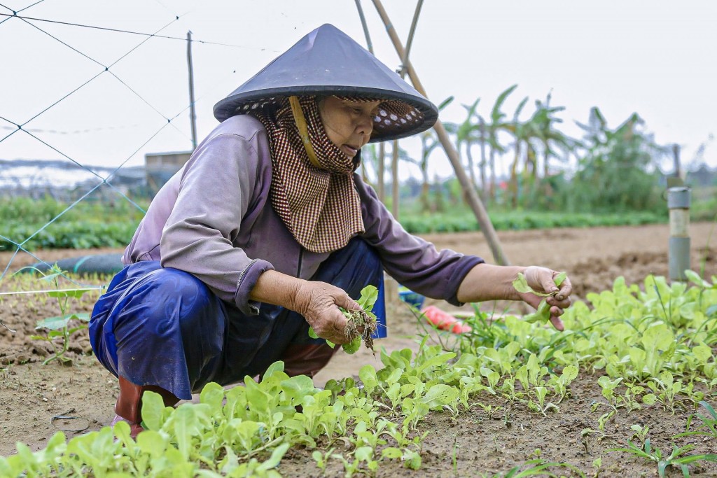 Những loại rau như xà lách, cải xanh, và rau thơm vốn là những sản phẩm chủ lực trong dịp Tết cũng bị sụt giảm đáng kể (Ảnh Đ.Minh)