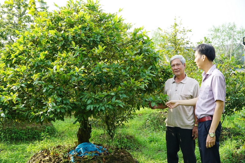 Làng mai vàng Phước Định nay trở thành điểm tham quan tự do của du khách gần xa.