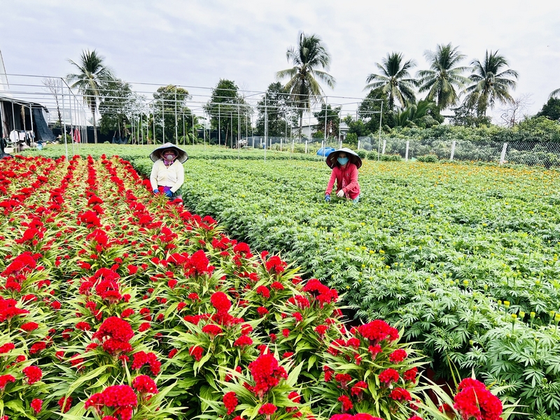 Những ngày giáp Tết, “thủ phủ” hoa kiểng, cây giống Chợ Lách khoác chiếc áo mùa xuân rực rỡ.