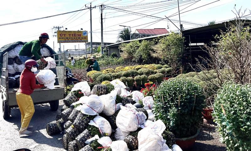 Hoa kiểng tấp nập lên xe đi tiêu thụ khắp các vùng miền cả nước.