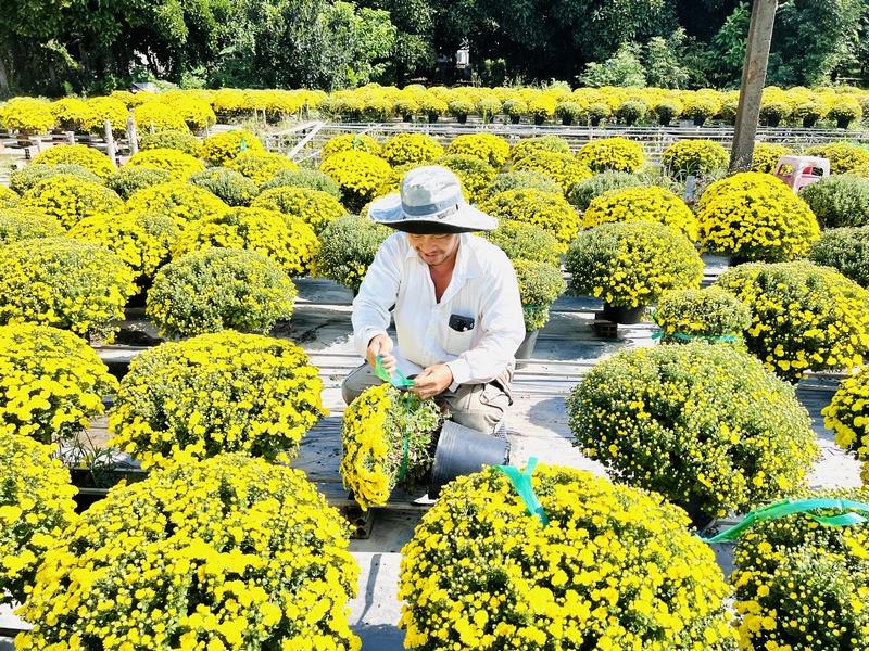 Hàng triệu chậu hoa cúc chuẩn bị ra thị trường Tết.