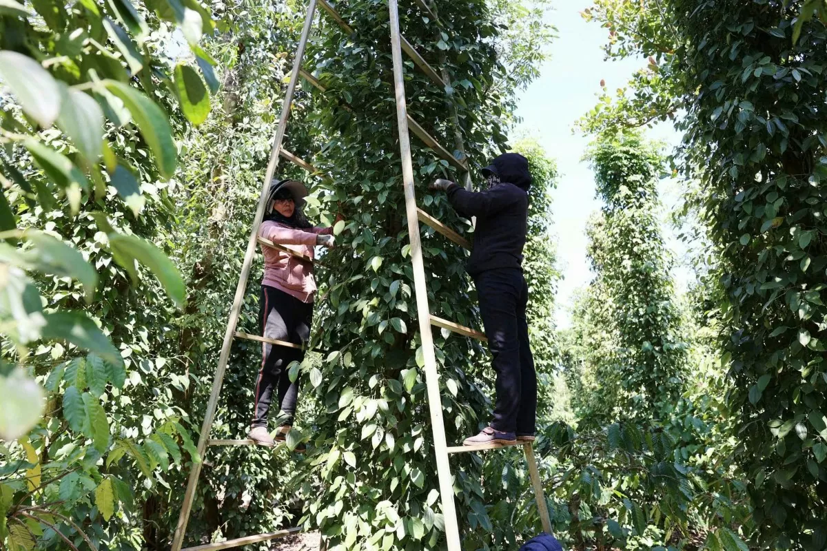 Người trồng chăm sóc vườn tiêu cho vụ mùa mới. Ảnh: Hoàng Thiên