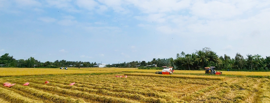 Nông dân tất bật thu hoạch lúa Đông Xuân.