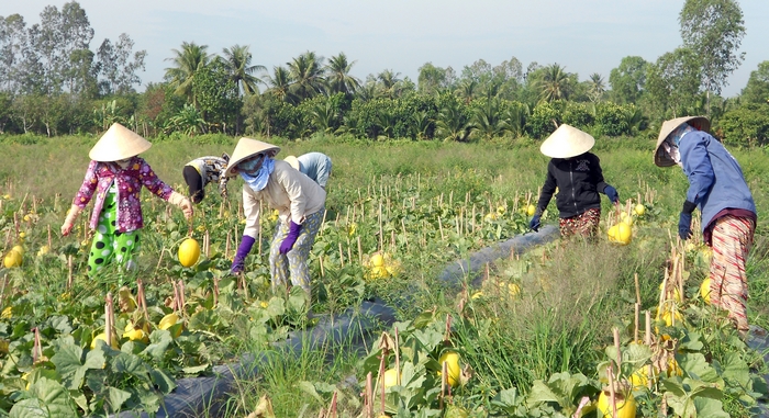 Nông dân và các tổ chức sản xuất đẩy mạnh chuyển đổi cơ cấu cây trồng trên đất lúa, mang lại hiệu quả kinh tế cao. Trong ảnh: Thu hoạch dưa lê và cam sành.