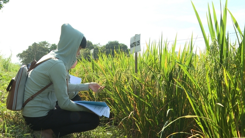 Việc phát triển các giống lúa, góp phần đa dạng giống lúa và thích ứng biến đổi khí hậu.
