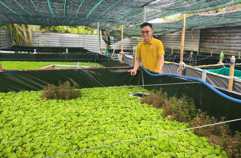 Mô hình nuôi ốc bươu đen mang lại giá trị kinh tế cao.