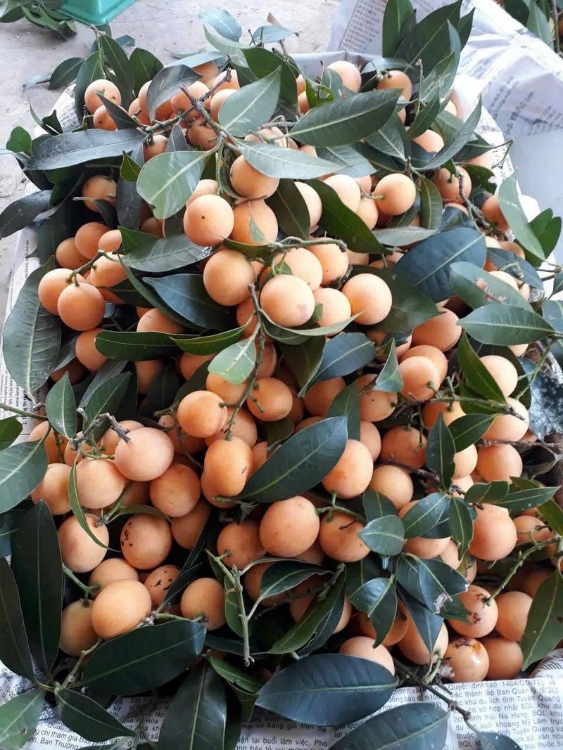 Thanh trà mới thu hoạch, chuẩn bị đưa ra thị trường.