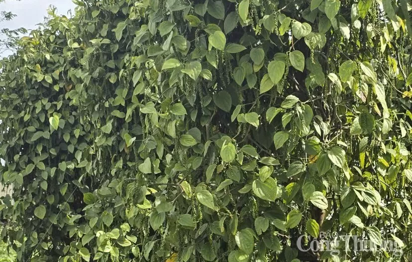 Giá tiêu hôm nay 3/3/2025, trong nước ổn định mức cao Giá tiêu hôm nay 3/3/2025, trong nước ổn định mức cao