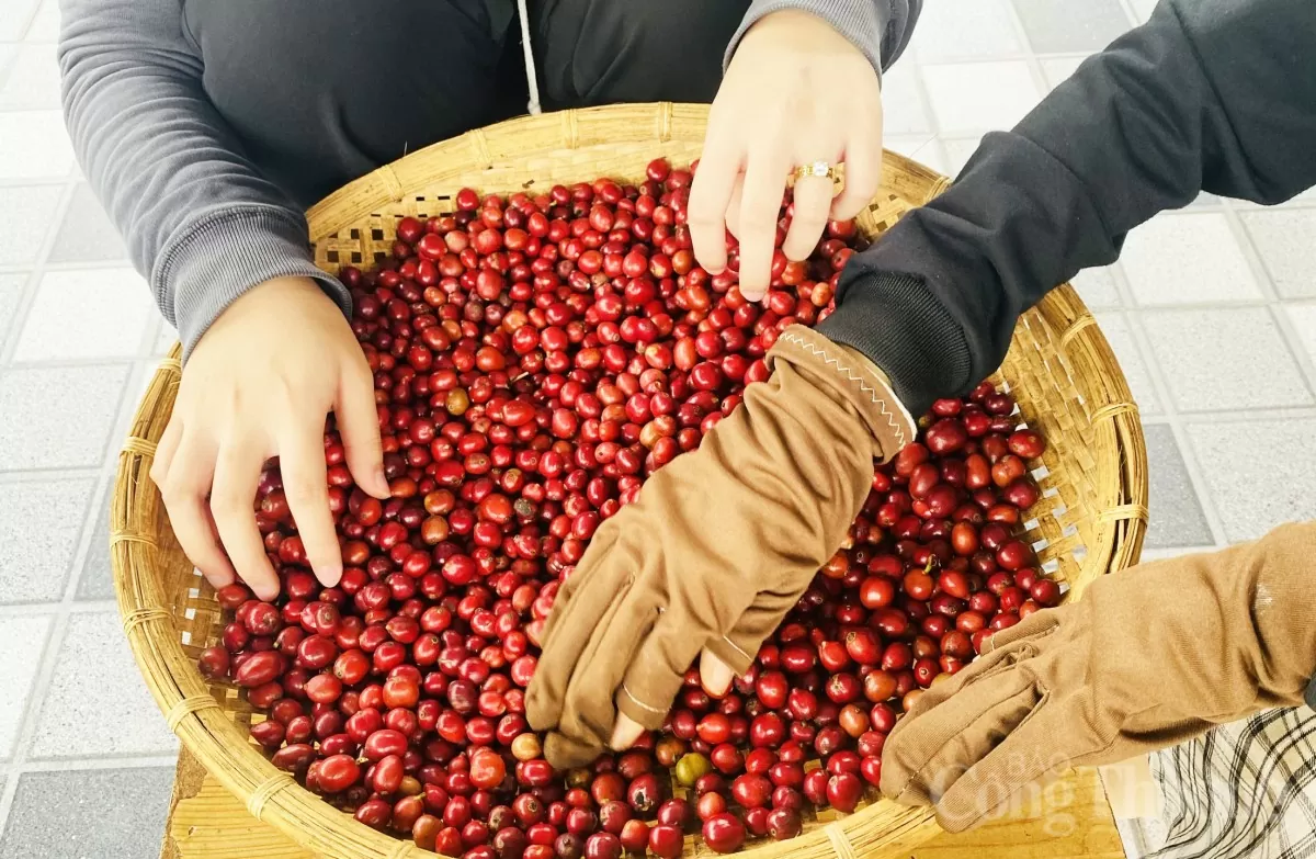 Giá cà phê hôm nay 11/3/2025 trong nước tăng trở lại