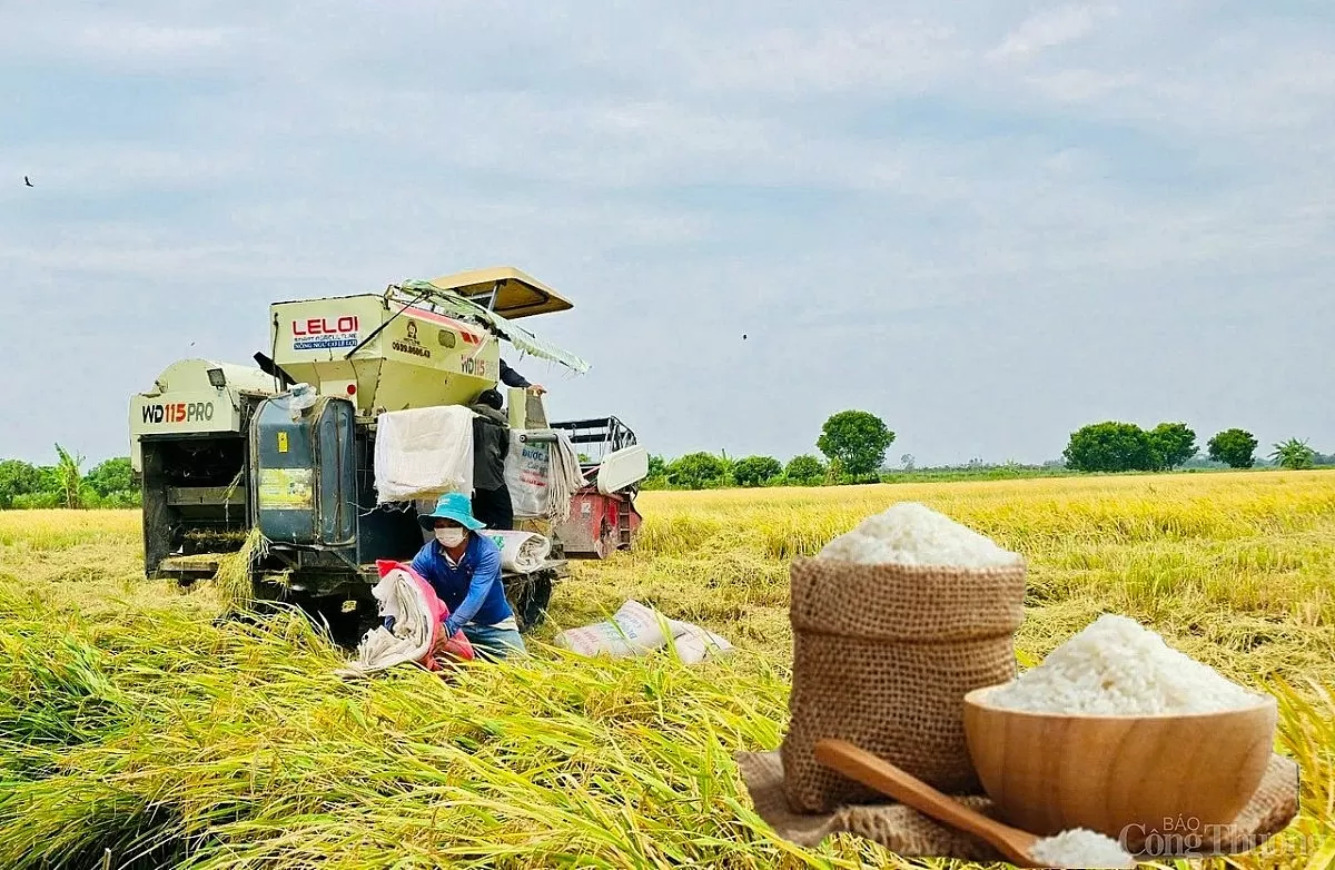 Giá lúa gạo hôm nay ngày 14/3: Lúa quay đầu, gạo giảm Giá lúa gạo hôm nay ngày 14/3: Quay đầu giảm nhẹ