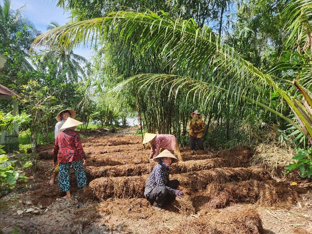 Gia đình bà Thắm thuê nhân công xếp mô nấm rơm.