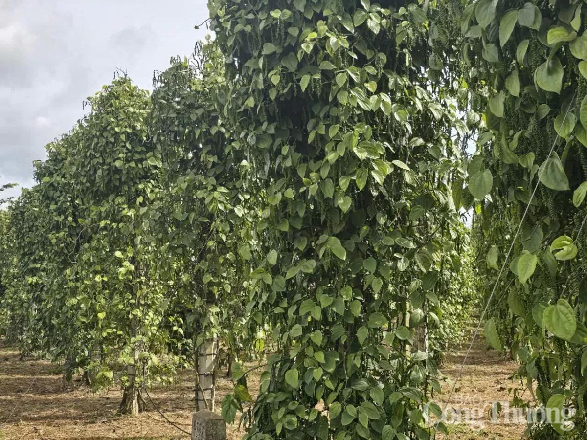 Giá tiêu hôm nay 28/3/2025, trong nước cao nhất 160.000 đồng/kg