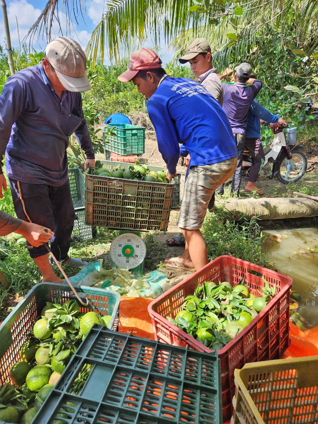 Hiện thương lái thu mua cam sành với giá 2.000 đ/kg.