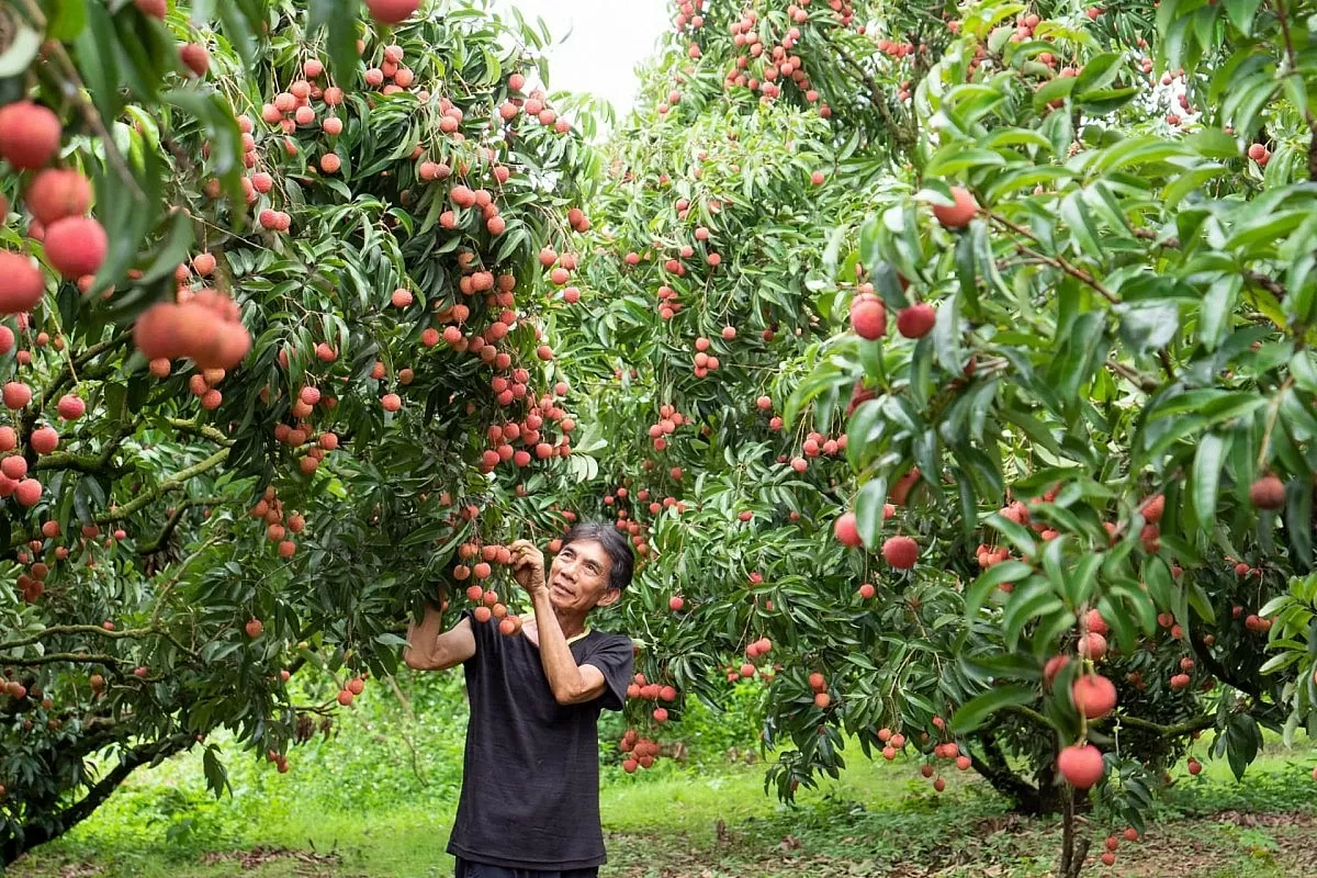‘Bắc cầu’ thị trường cho nông sản vùng cao: Khơi thông từ chính sách tới hành động