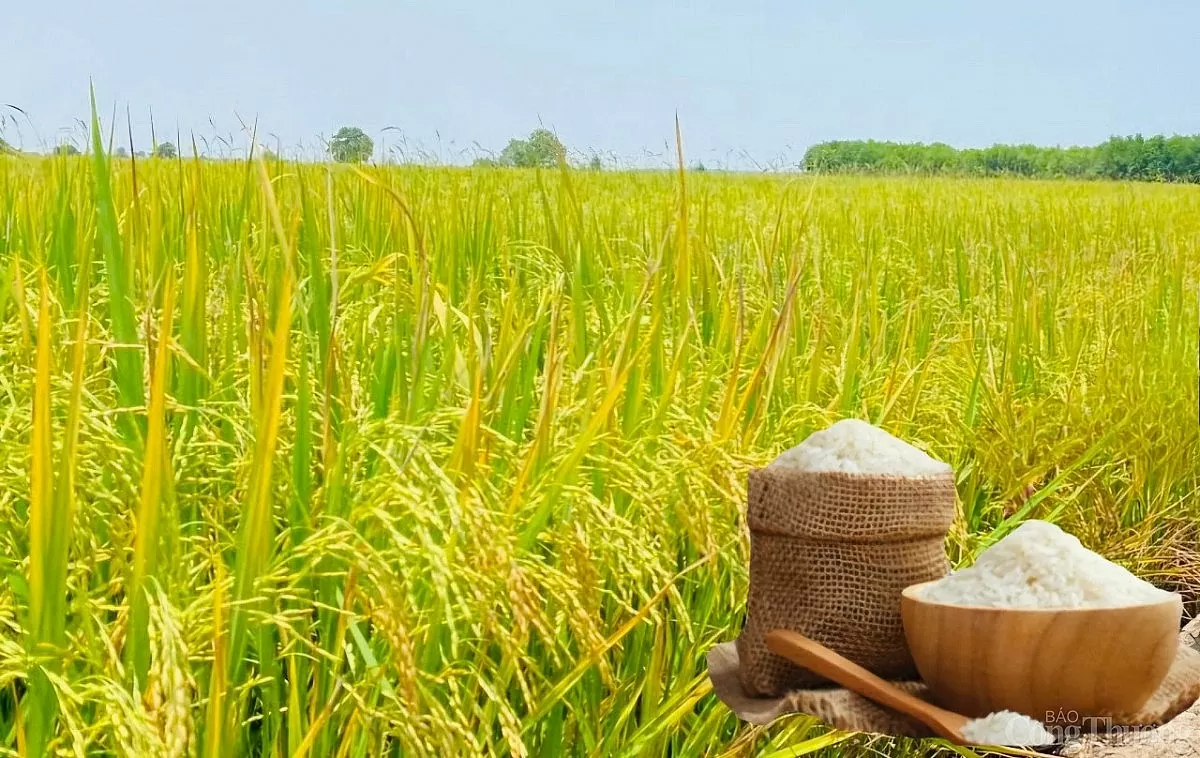Giá lúa gạo hôm nay ngày 16/4: Gạo xuất khẩu giảm nhẹ