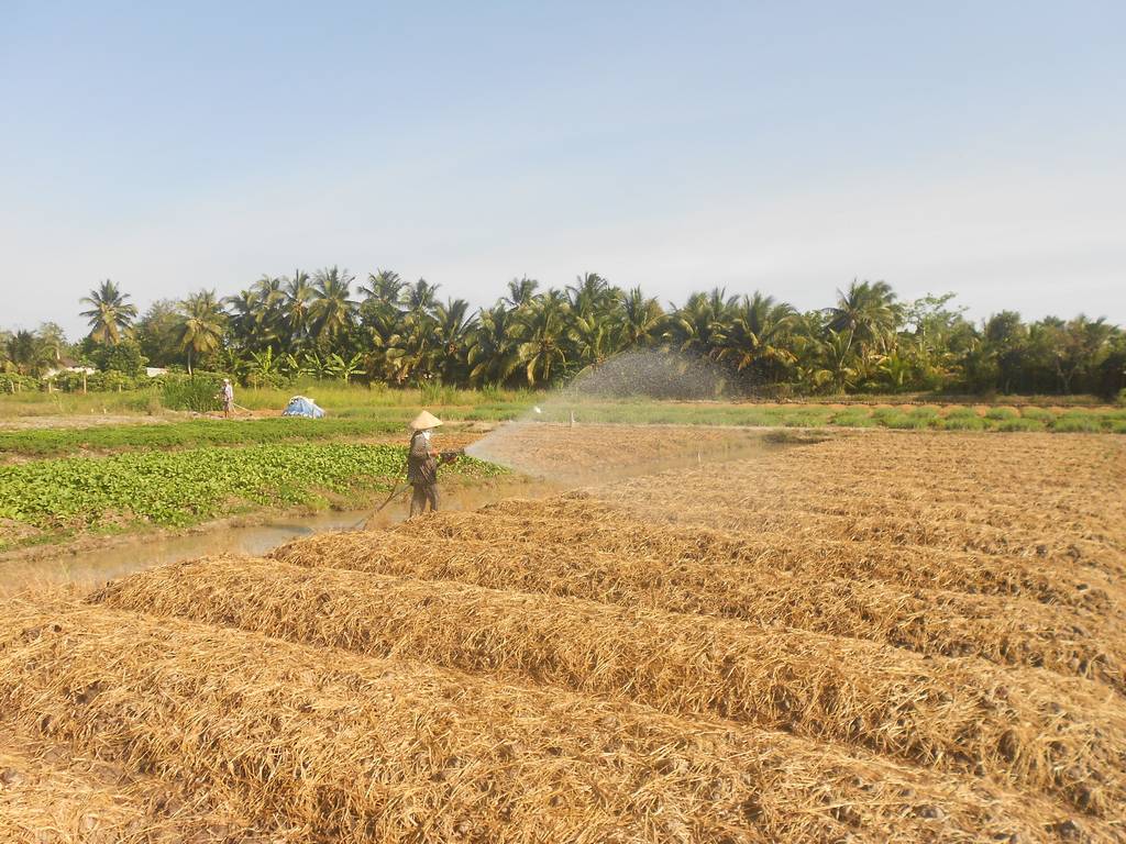 Rơm rạ có thể dùng phủ ẩm gốc cây, liếp rẫy hay làm phân hữu cơ giúp cải thiện đất canh tác và bảo vệ môi trường.