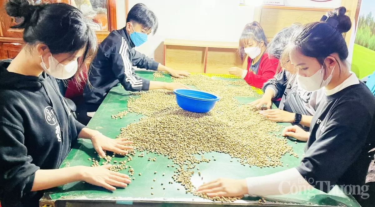 Giá cà phê hôm nay 17/4/2025, thị trường giữ đà tăng