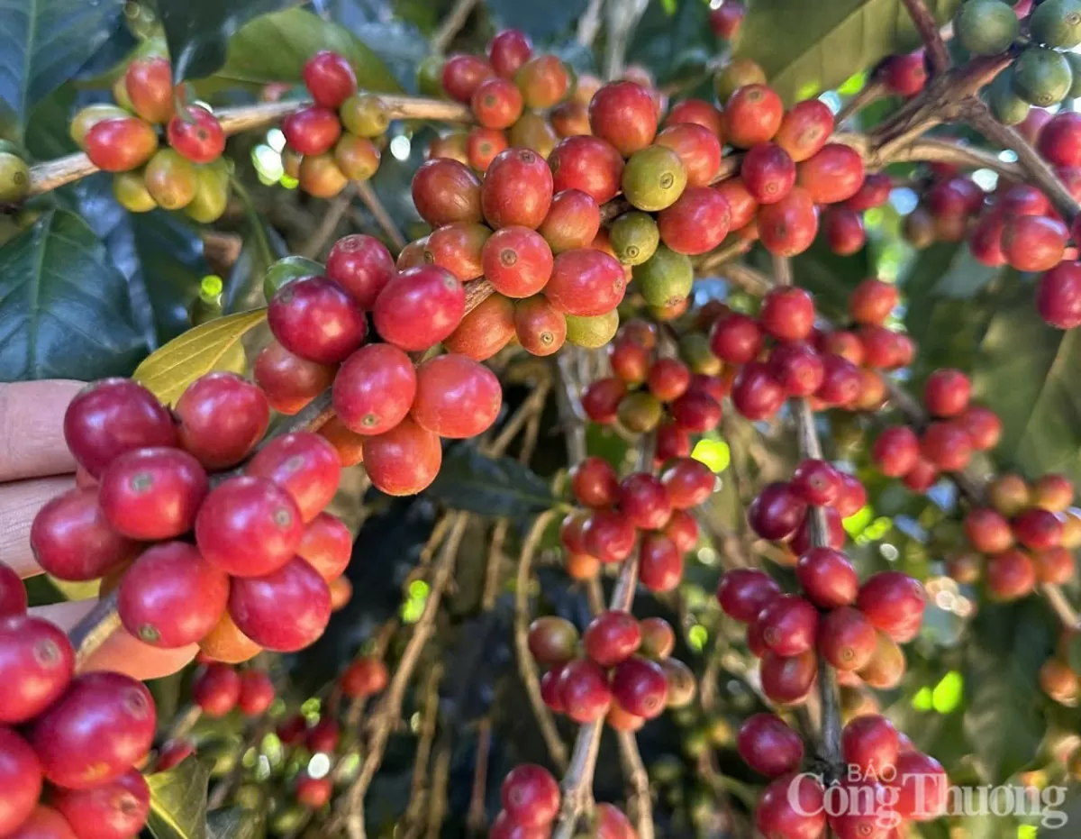 Giá cà phê hôm nay 18/4/2025, thị trường