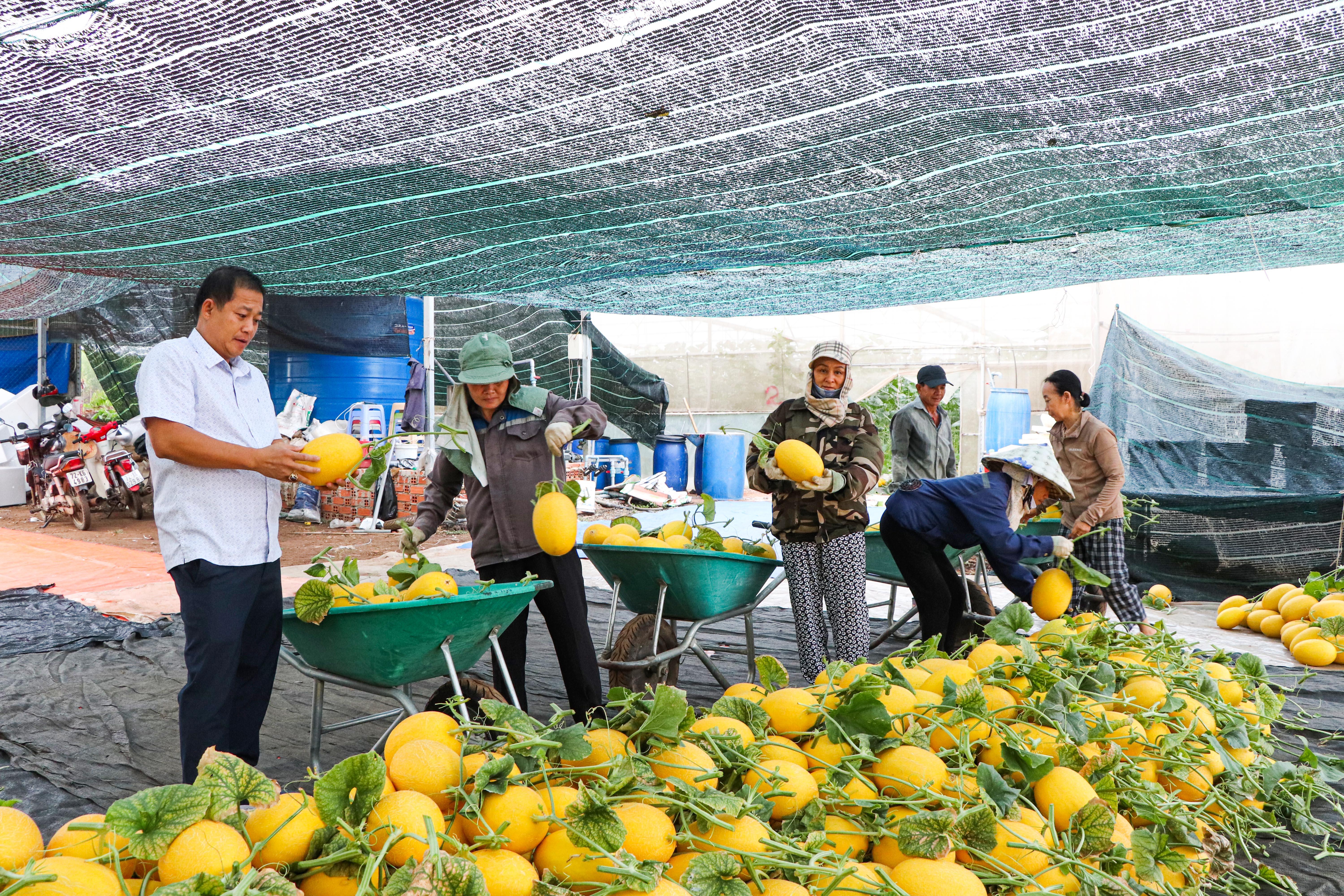 Ông Nguyễn Anh Tuấn, Phó Giám đốc HTX Dưa lưới An Farm kiểm tra chất lượng sản phẩm, trước khi dưa lưới đóng thùng vận chuyển lên TP.Hồ Chí Minh.